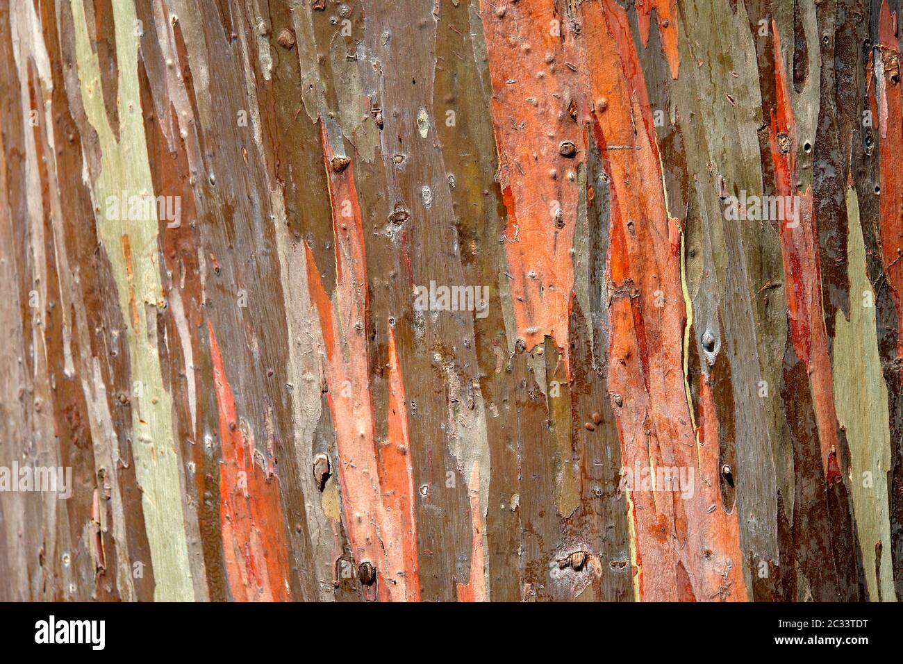 L'écorce d'eucalyptus arc-en-ciel Banque D'Images