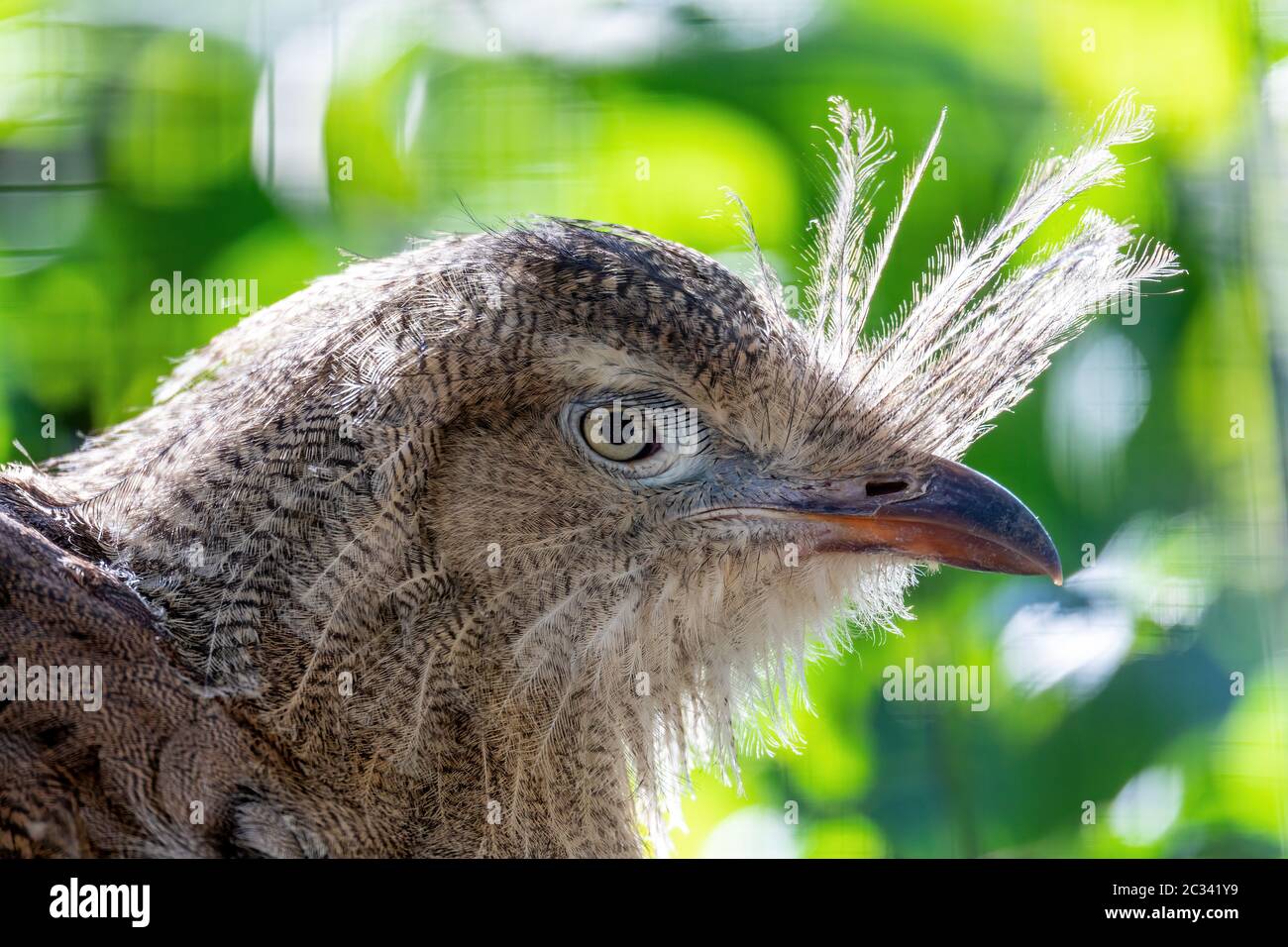 Sériema à pattes rouges, Cariama cristata Banque D'Images