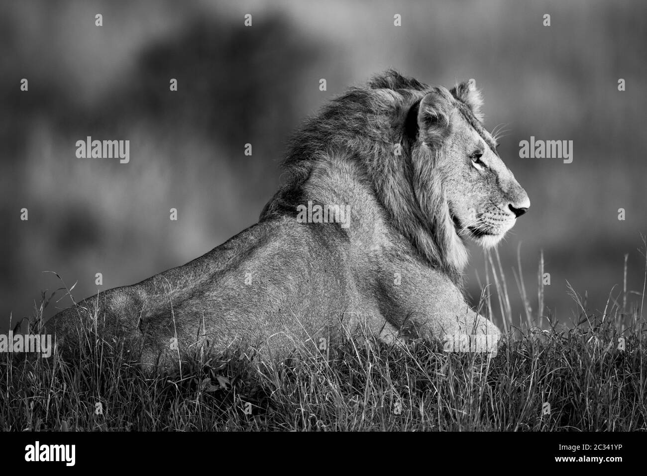 Lion mâle noir et blanc allongé dans l'herbe haute Banque D'Images