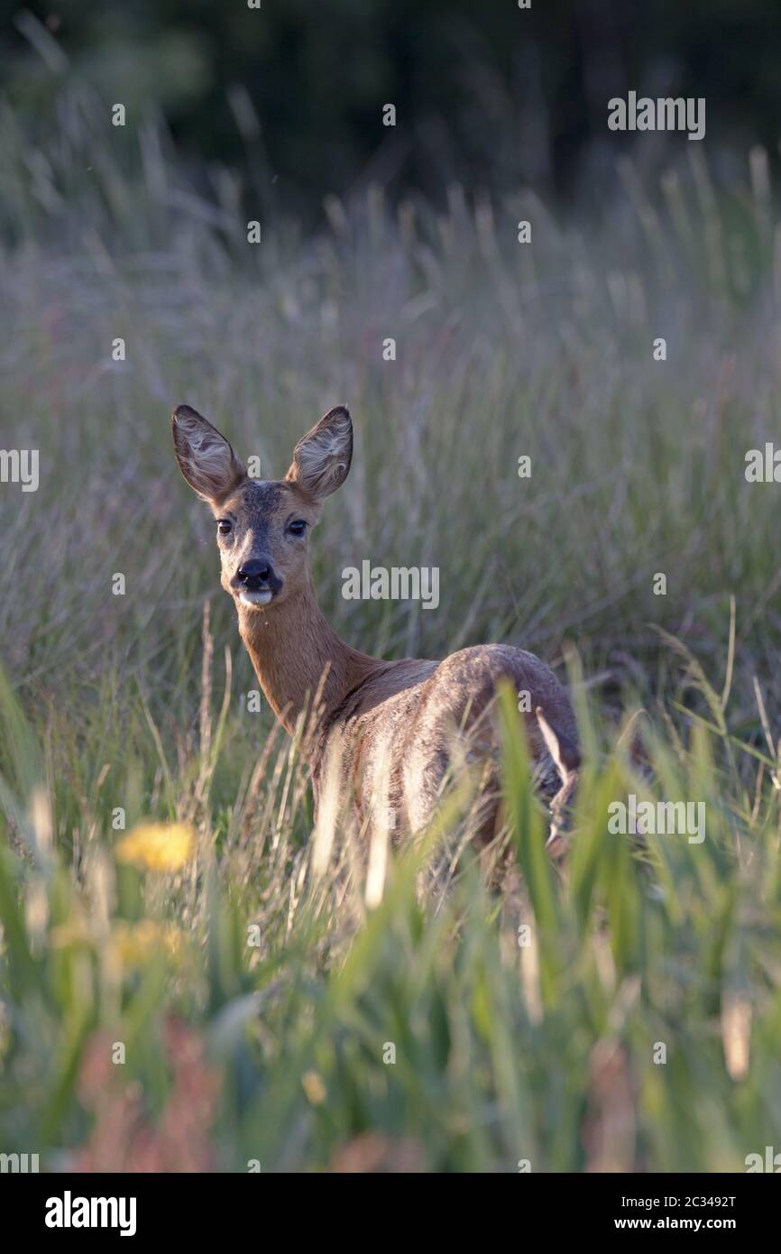 Le cerf de Virginie et la fauve dans la couverture protectrice d'un pré de tourbière Banque D'Images