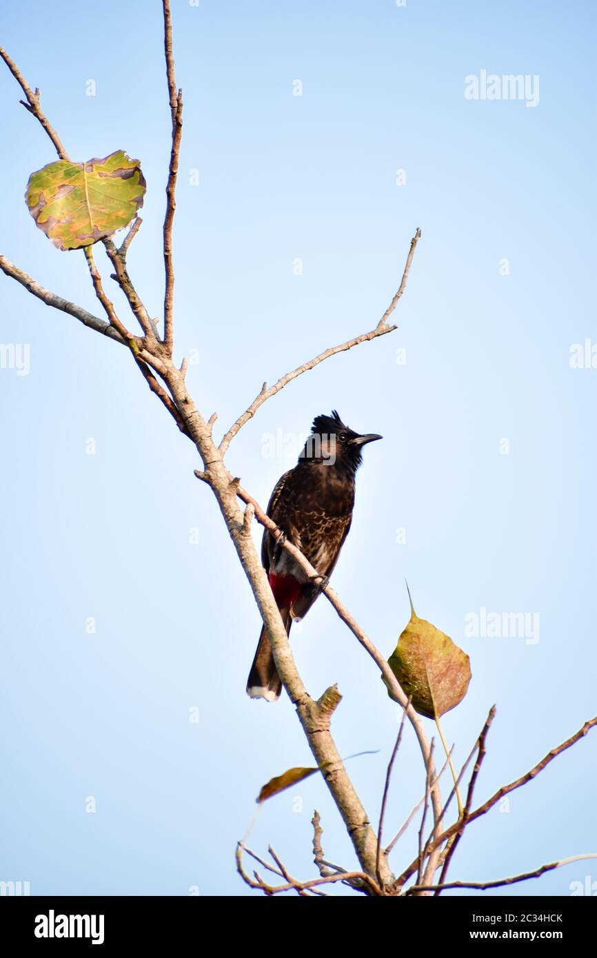Oiseau assis sur une branche d'arbre. Fond bleu ciel en été. Sanctuaire d'oiseaux de Kumarakom, Kerala Inde Asie du Sud-Pacifique Banque D'Images