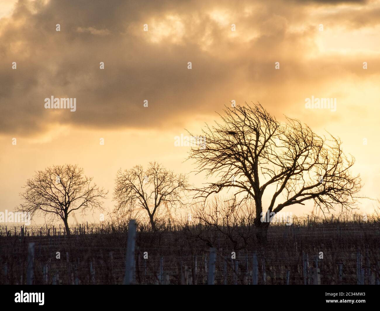 Silhouettes d'arbres au coucher du soleil d'hiver Banque D'Images