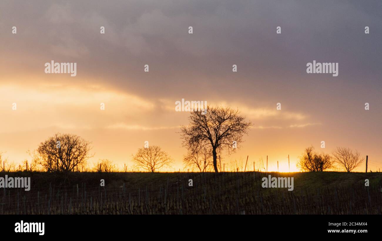 Silhouettes d'arbres au coucher du soleil d'hiver Banque D'Images