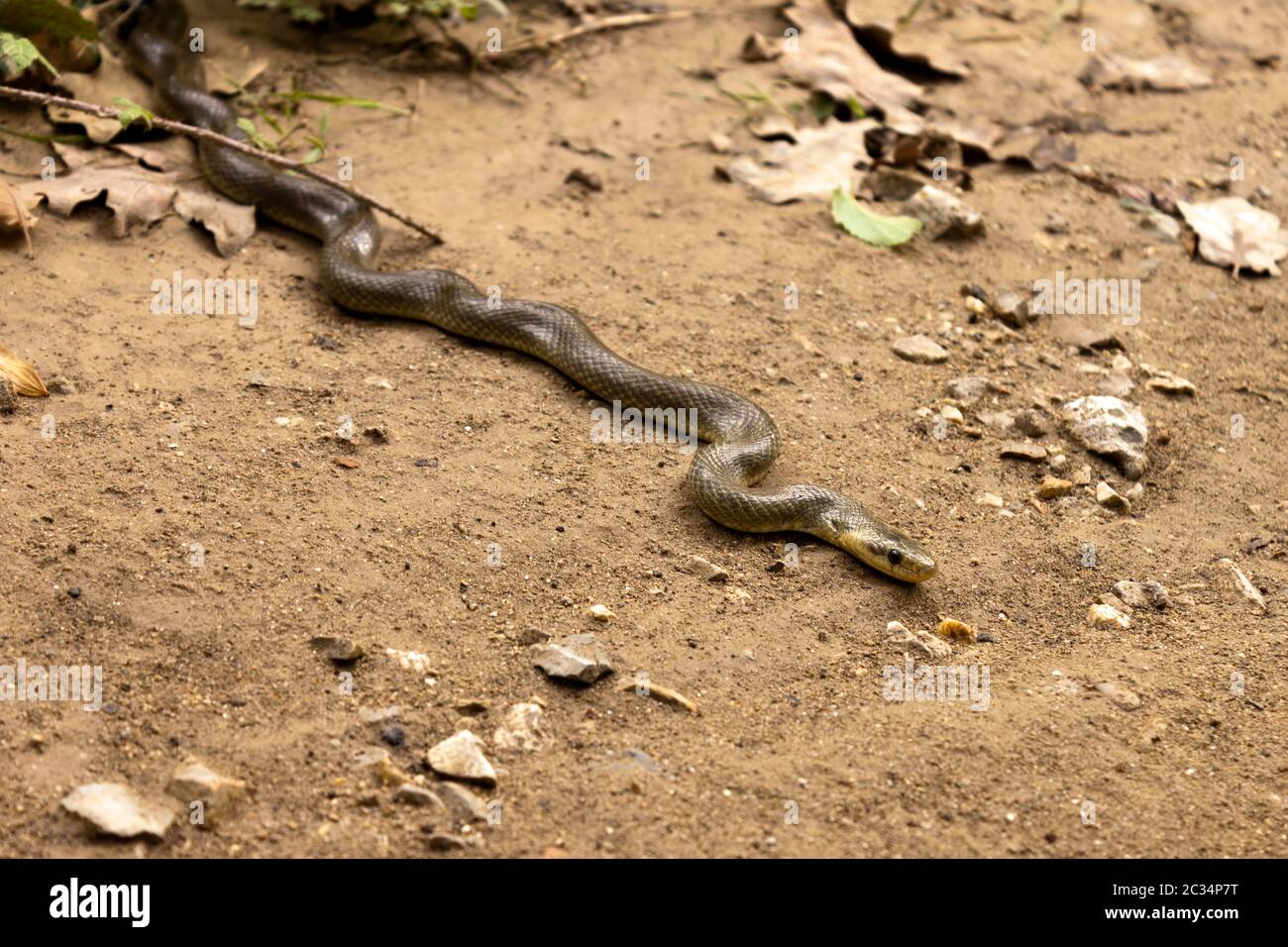 Natrix Maura sur le terrain. Serpent d'eau nicheur dans certaines régions (Camargue, du genre de serpents colubridae Natrix. Banque D'Images