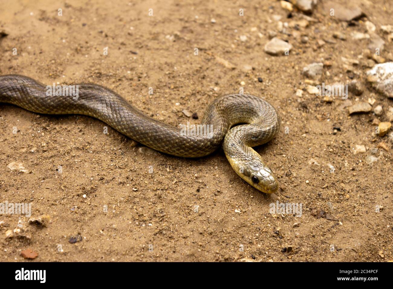 Natrix Maura sur le terrain. Serpent d'eau nicheur dans certaines régions (Camargue, du genre de serpents colubridae Natrix. Banque D'Images