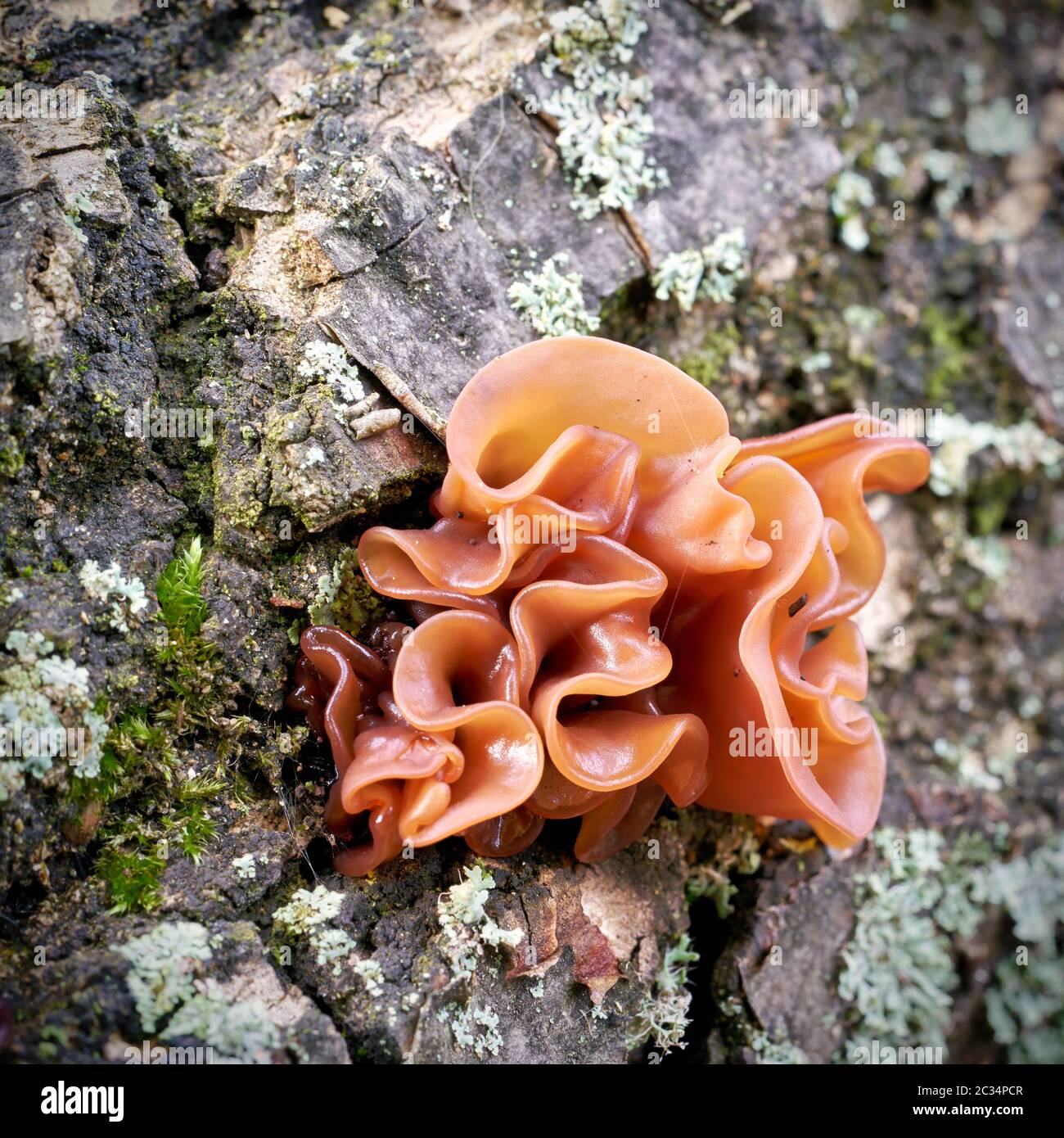 L'oreille de Judas (Auricularia auricula-judae) sur un tronc d'arbre mort dans la forêt Banque D'Images