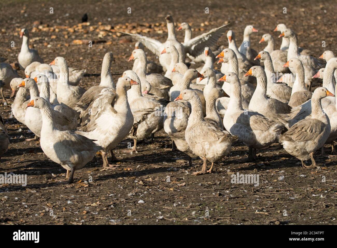 ferme de l’OIE Banque D'Images