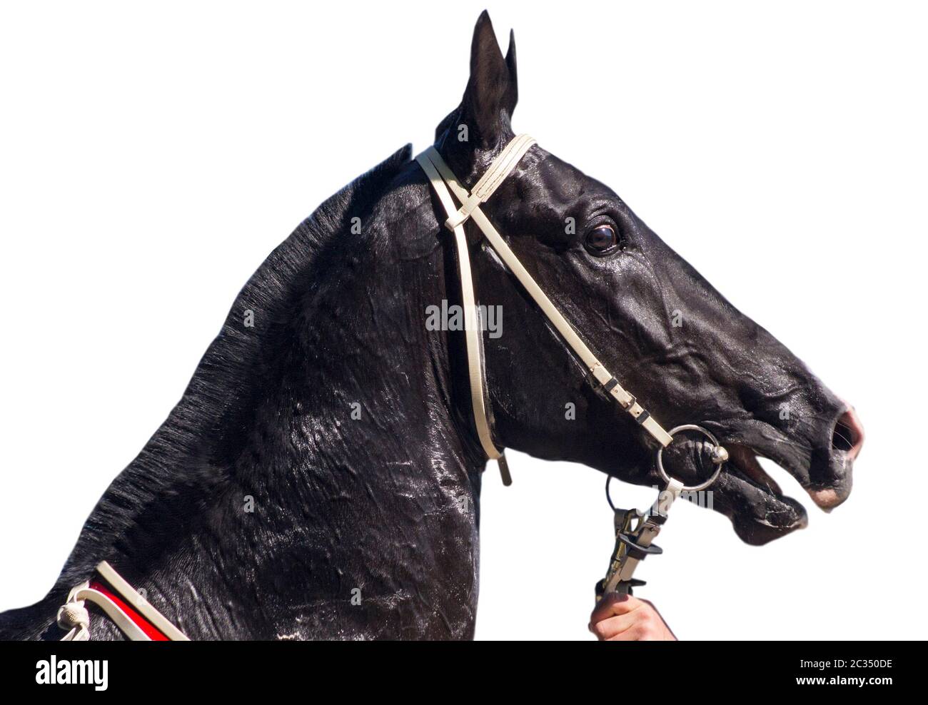 Portrait beau cheval akhal-teke sur fond blanc Banque D'Images