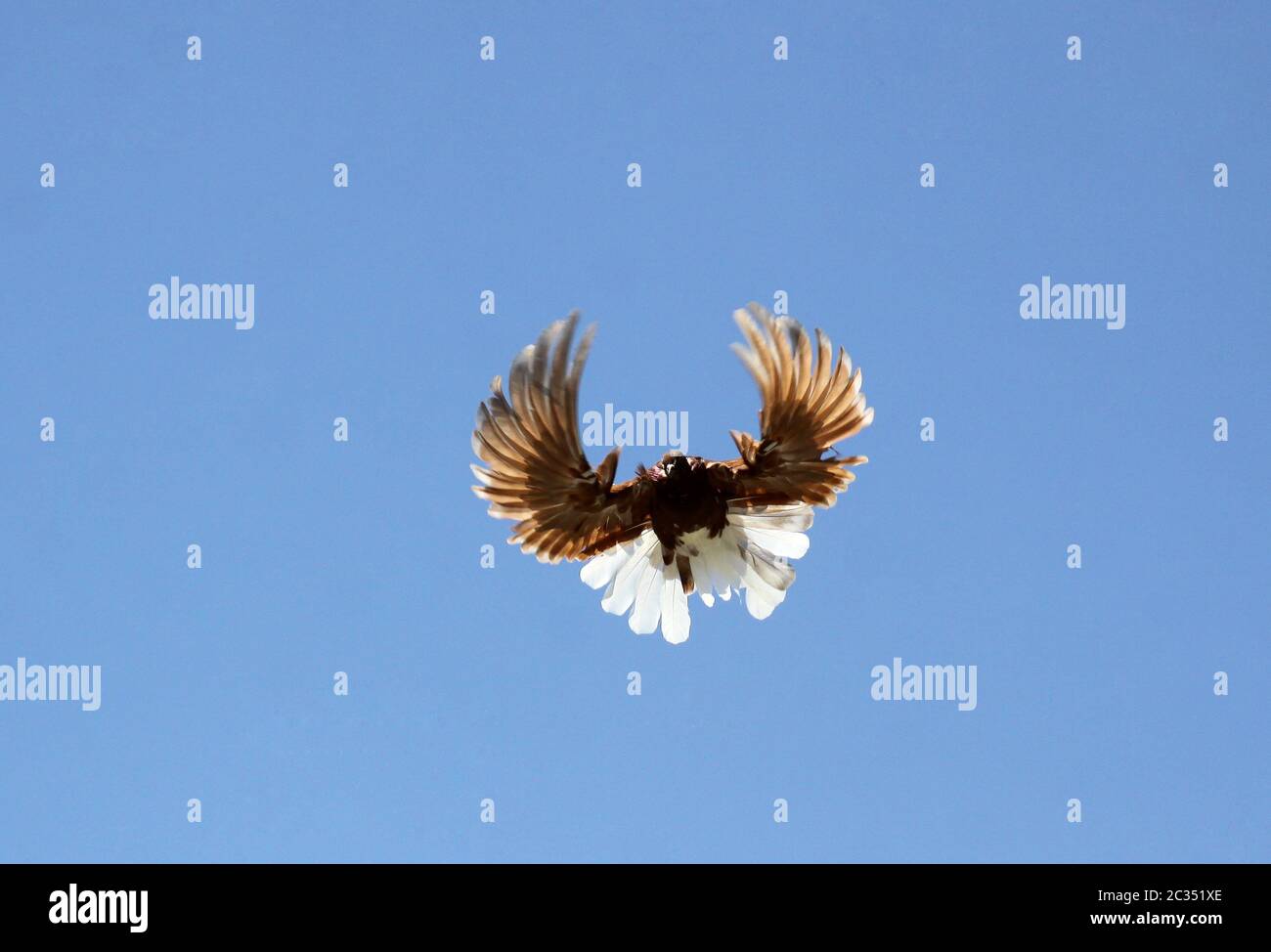 Plongez dans l'air avec les ailes largement ouvertes Banque D'Images