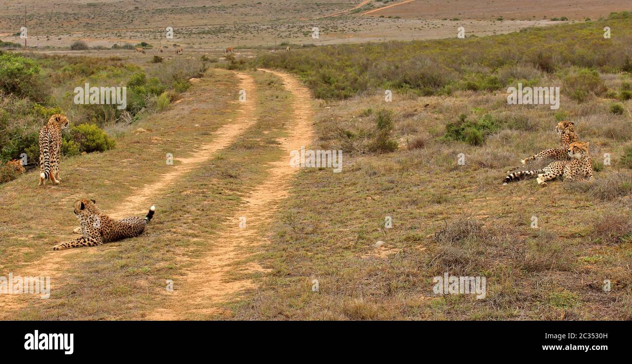 Les animaux sauvages d'Afrique du Sud Banque D'Images
