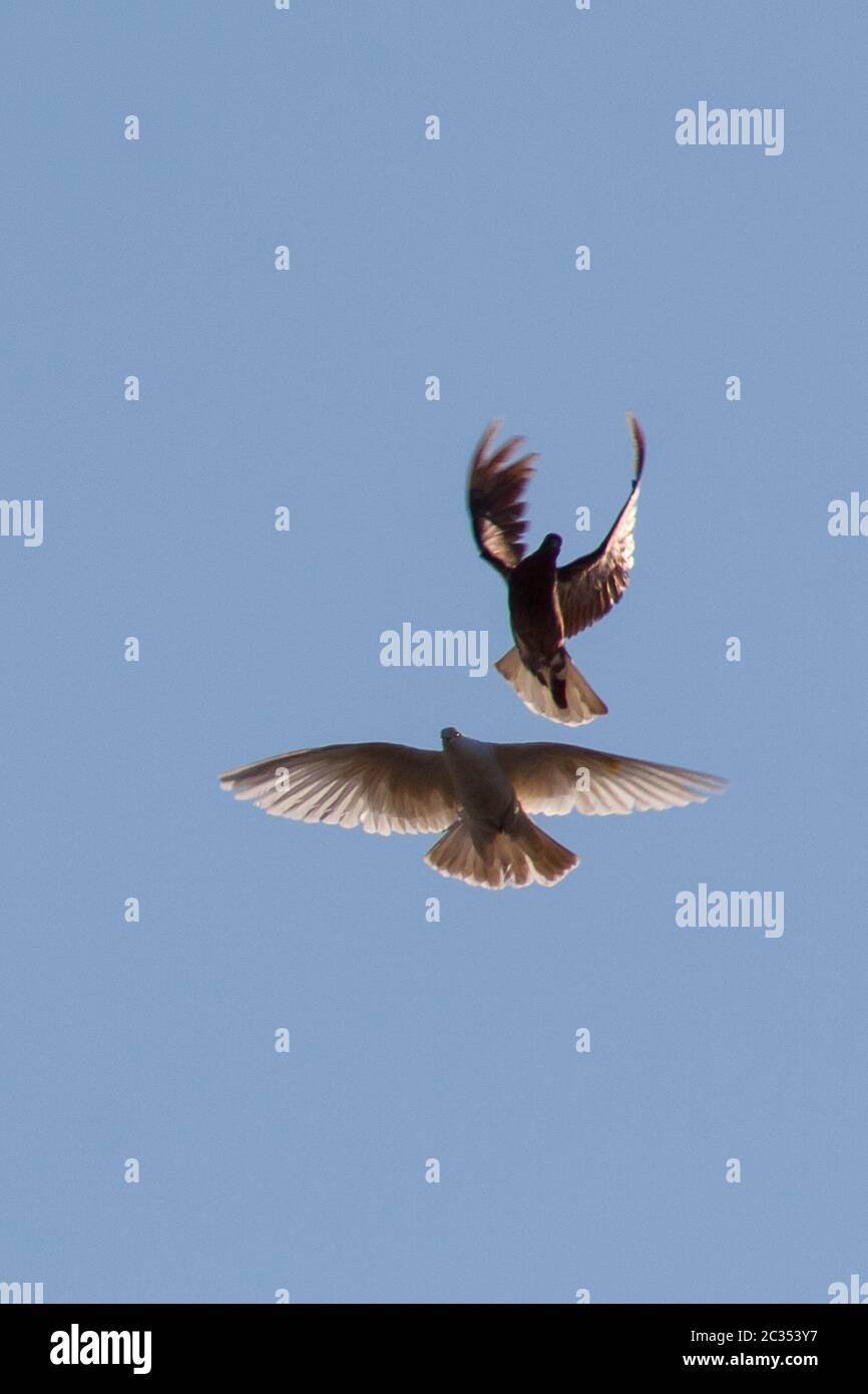 Plongez dans l'air avec les ailes larges ouvertes à l'avant Banque D'Images