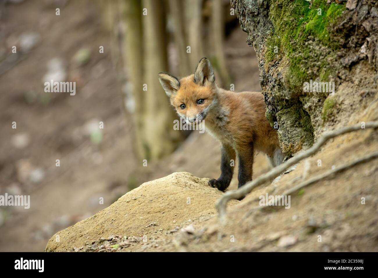 le renard rouge lutié cub s'écaille derrière un arbre dans la forêt printanière. Curieux petit animal venant de den avec espace de copie et fond flou en WIL Banque D'Images