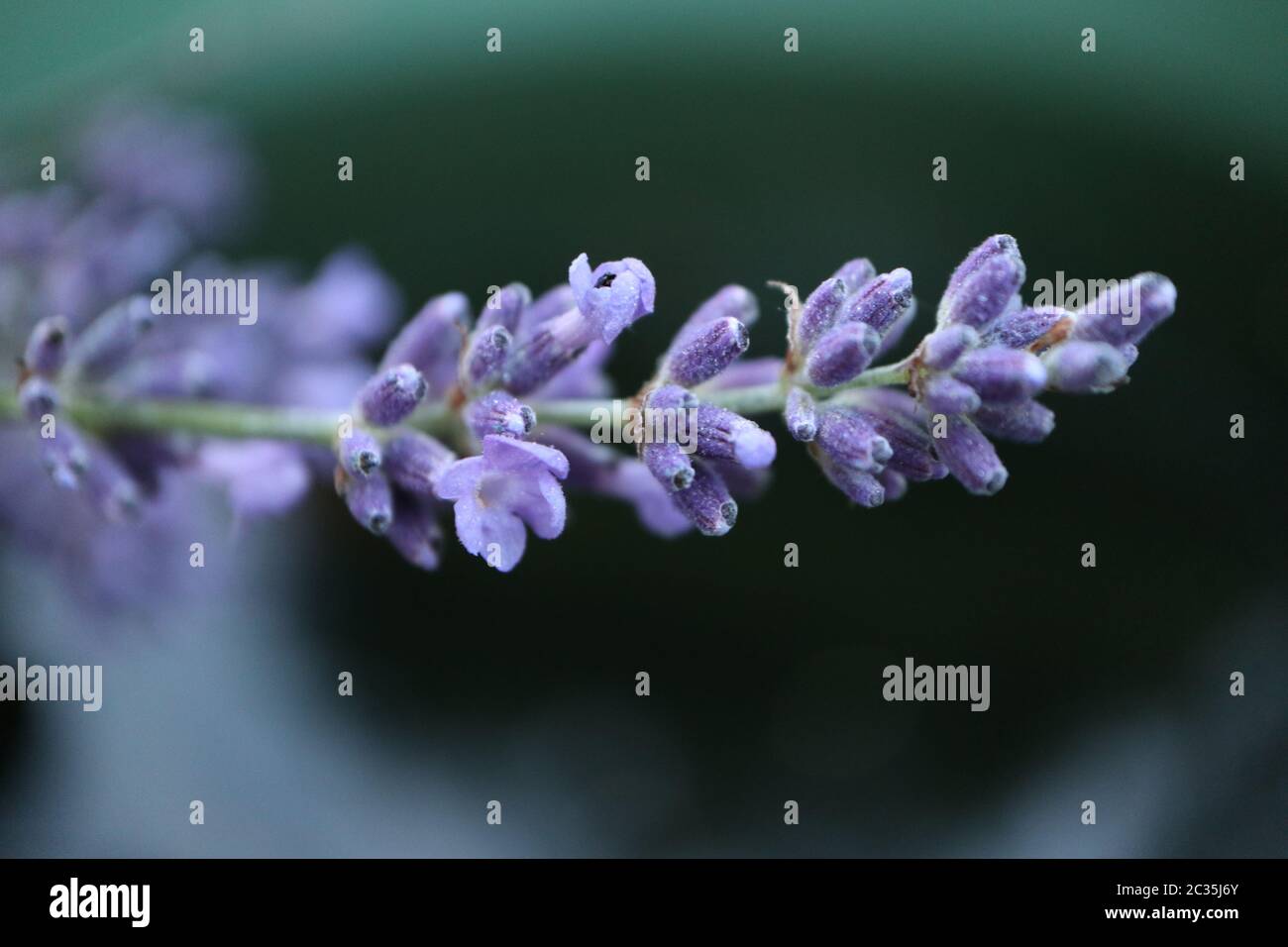 Fleurs de lavande (Lavandula angustifolia) Banque D'Images