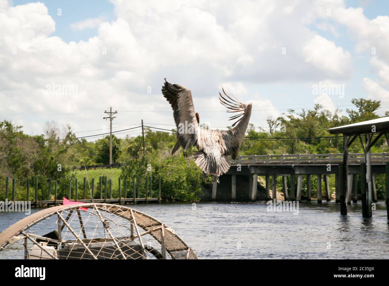 Un pélican brun dans les Everglades, en Floride Banque D'Images