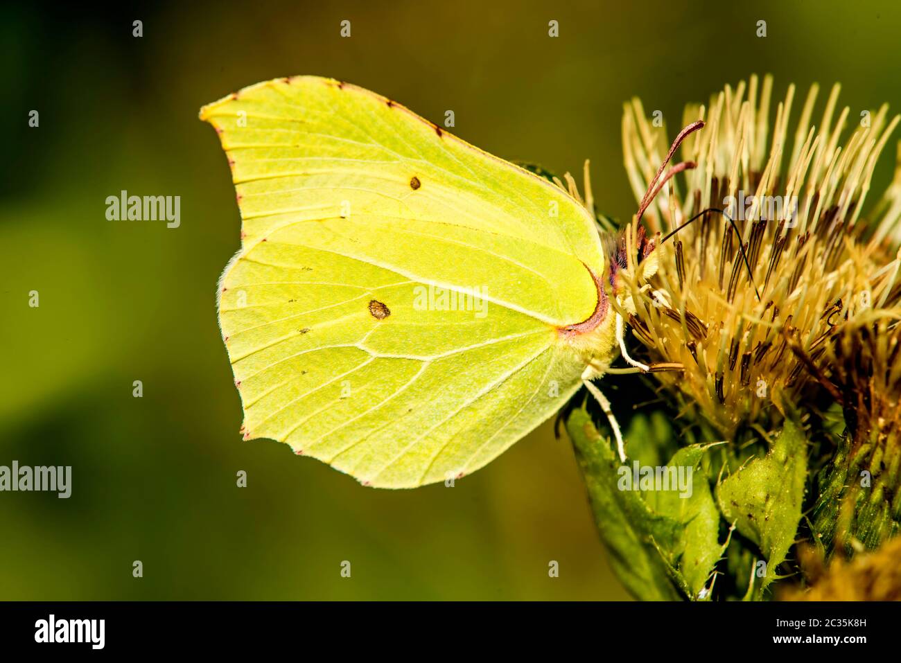 Brimstone papillon sur une fleur d'un chardon de chou Banque D'Images