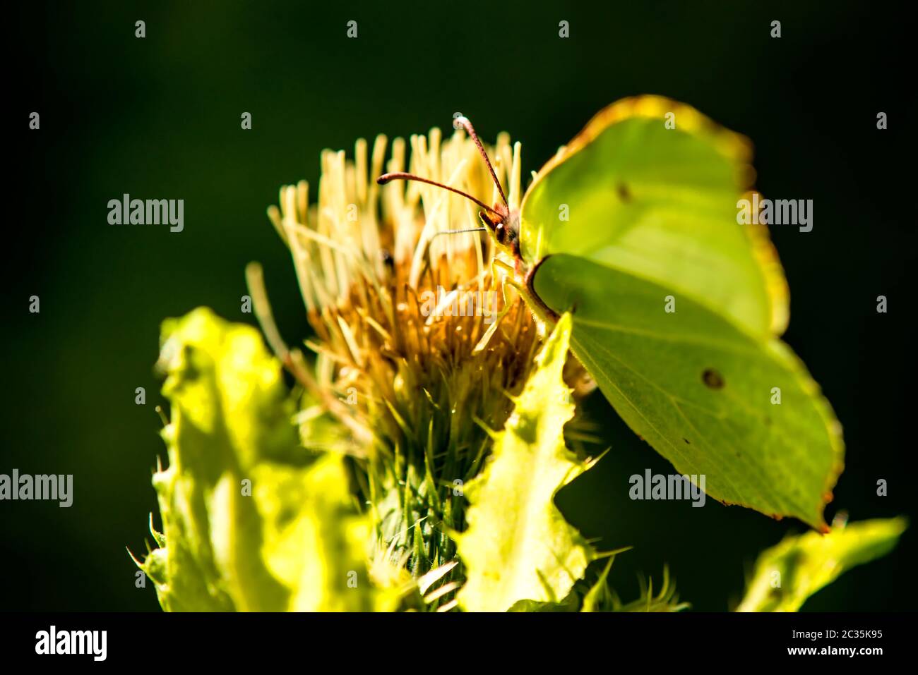 Brimstone papillon sur une fleur de chardon de chou Banque D'Images