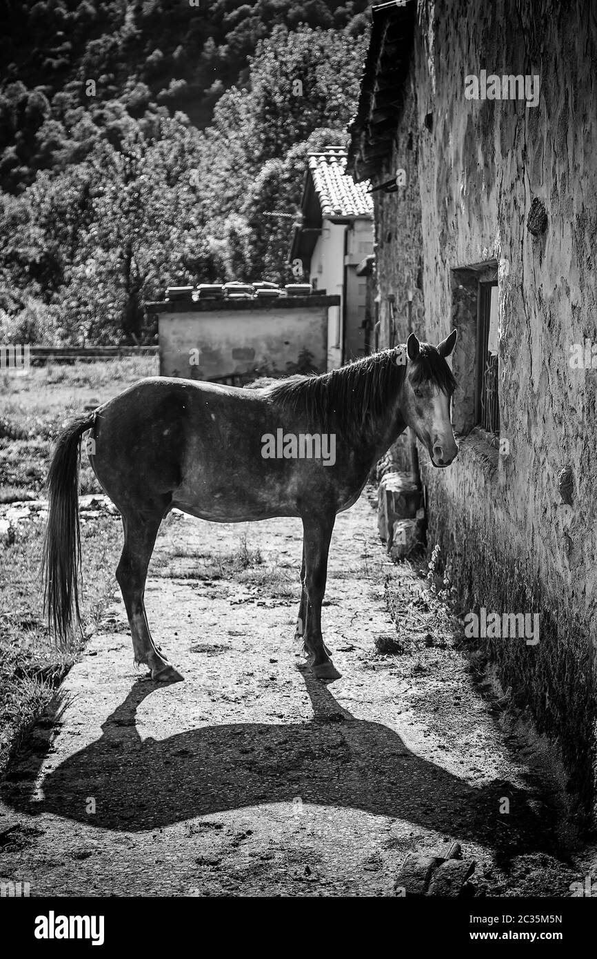 Cheval sur la ferme, les détails d'un animal sur une ferme dans un village, des animaux sauvages Banque D'Images Cheval sur la ferme, les détails d'un animal sur une ferme dans un village, des animaux sauvages Banque D'Images