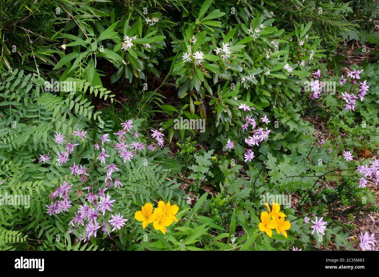 Fleurs de Leucheria lithospermifolia, fleurs roses et lilas péruviennes Alstroemeria aurea, fleurs jaunes. Parc national de Conguillio. Région d'Araucania Banque D'Images