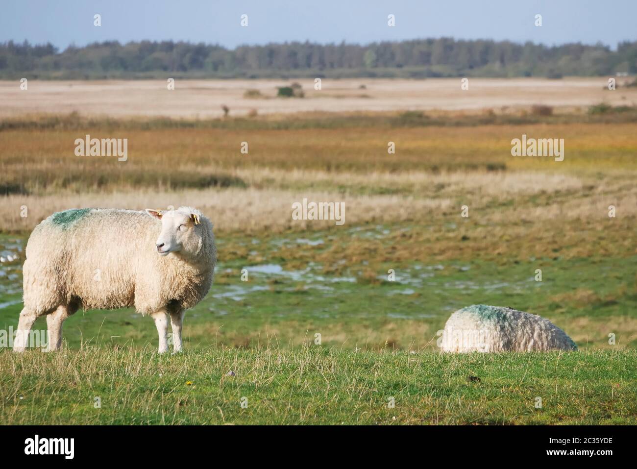 moutons près de tinnum sur l'île de sylt Banque D'Images