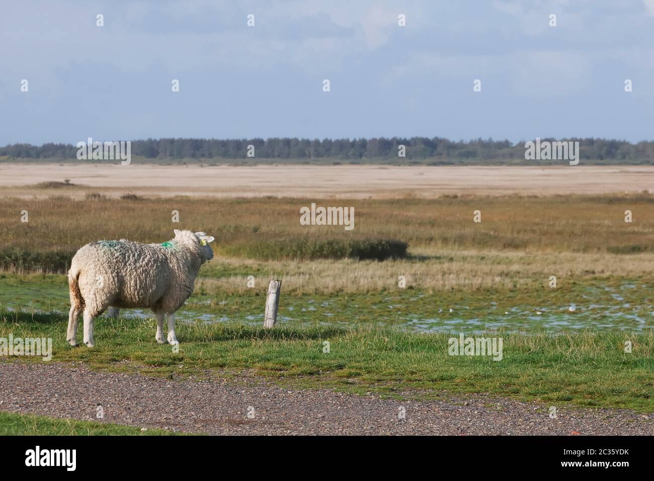 moutons près de tinnum sur l'île de sylt Banque D'Images