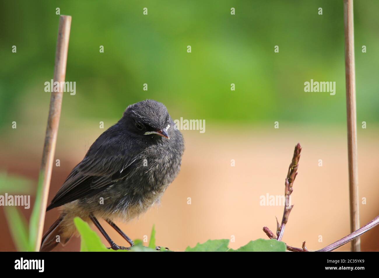 Maison rouge-tachePhénicurus ochruros Jeune oiseau Banque D'Images
