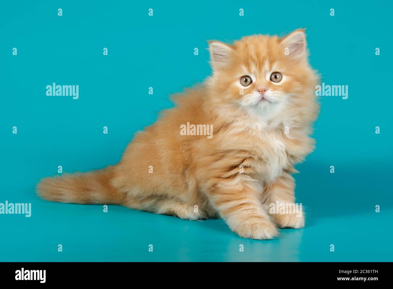 Photographie de studio de chat droit de haute terre sur des arrière-plans colorés Banque D'Images