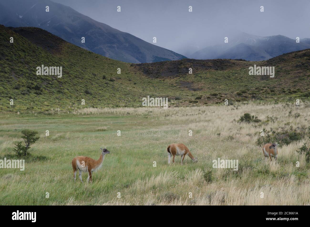 Guanacos Lama guanicoe dans le parc national de Torres del Paine. Province d'Ultima Esperanza. Magallanes et région antarctique chilienne. Chili. Banque D'Images