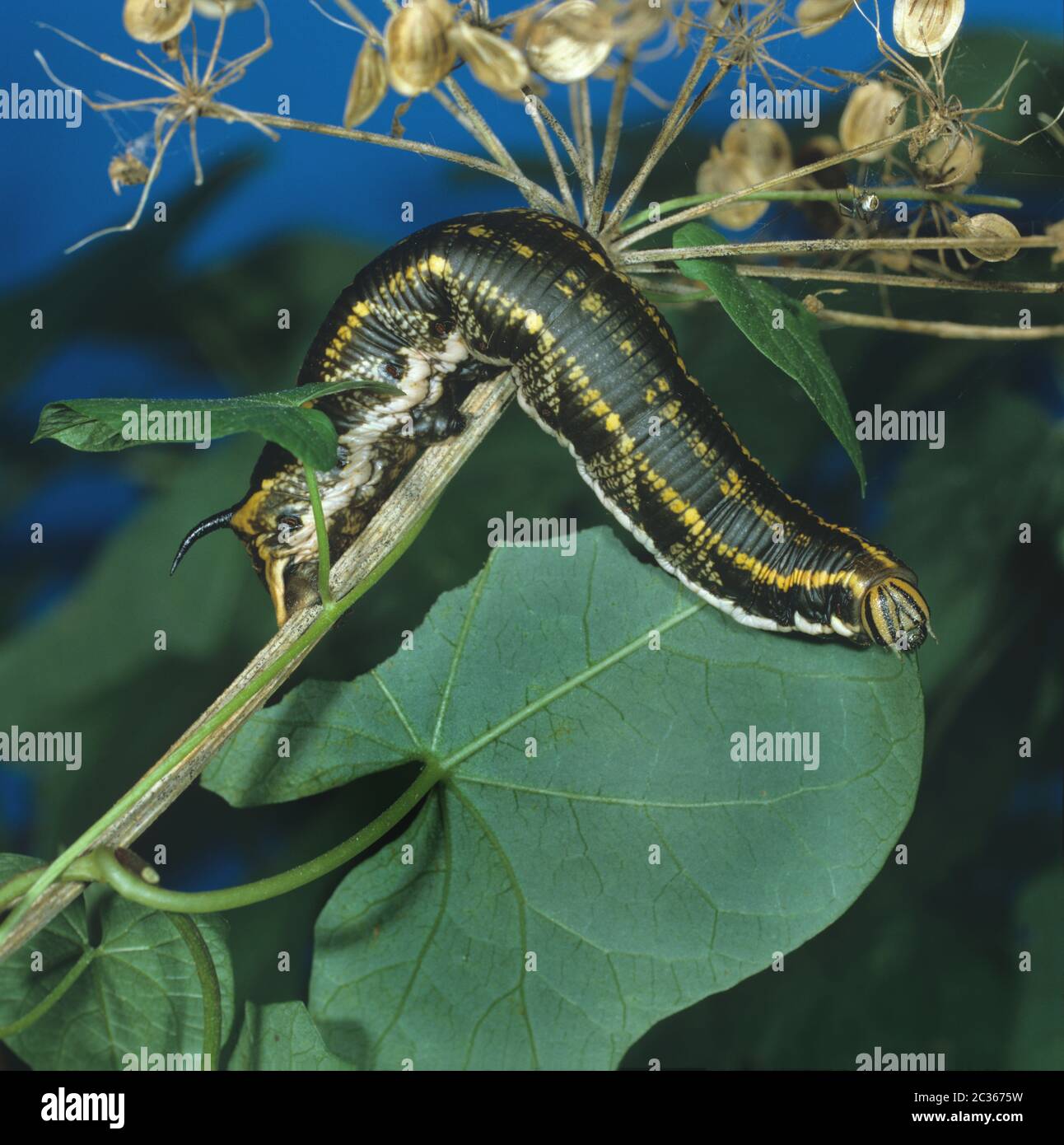 Convolvulus faucon-moth, Agrius convolvuli, caterpillar sur la plante alimentaire Convolvulus Banque D'Images