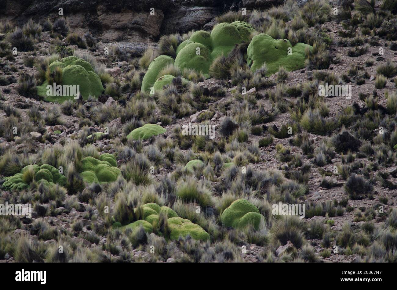 Yaretta Azorella compacta dans le parc national de Lauca. Région d'Arica et de Parinacota. Chili. Banque D'Images