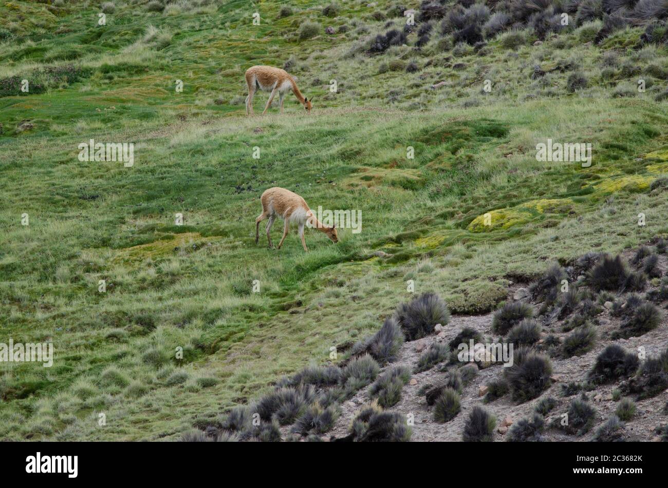 Vicunas Vicugna vicugna pâturage dans un pré. Parc national de Lauca. Région d'Arica et de Parinacota. Chili. Banque D'Images