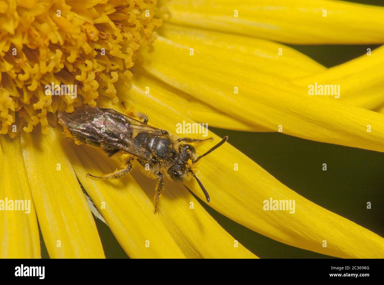 Abeille « Andena spec. » Banque D'Images