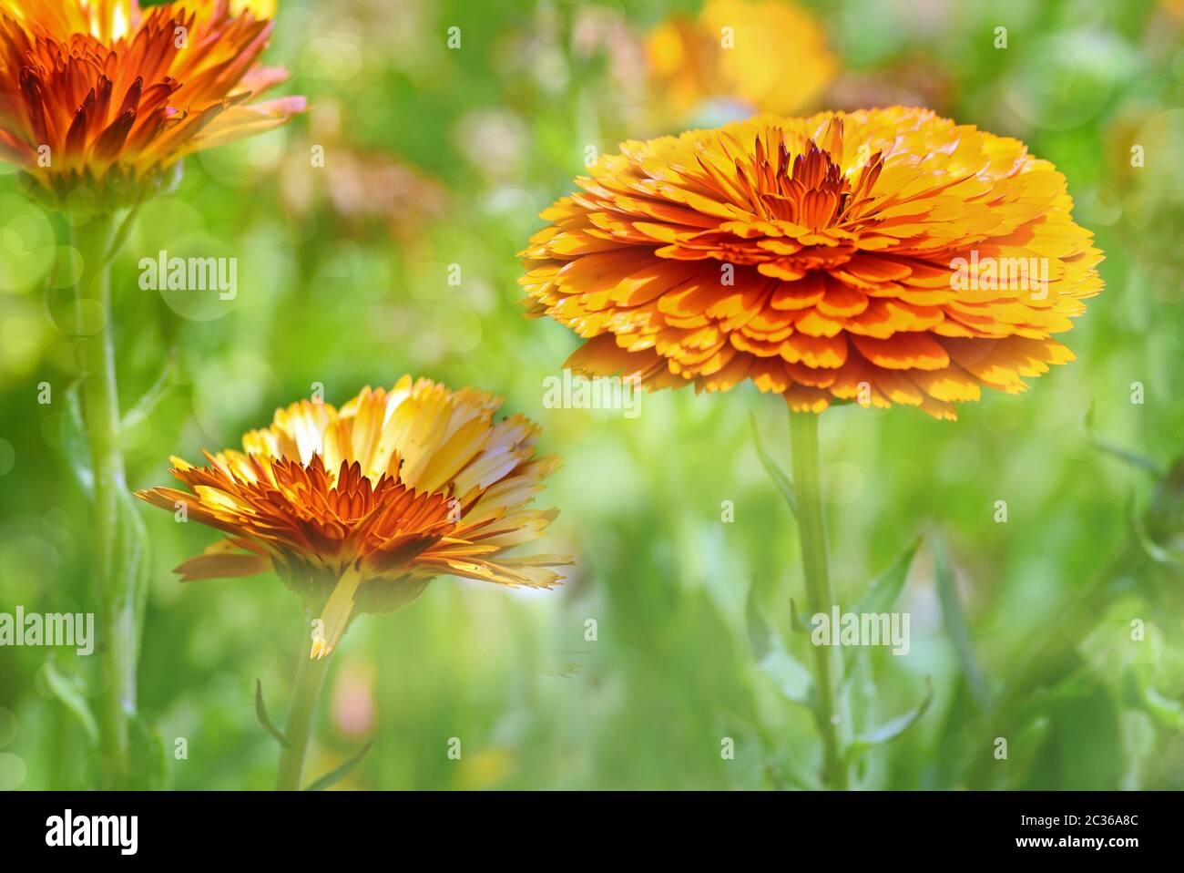 fleurs de paille orange Banque D'Images