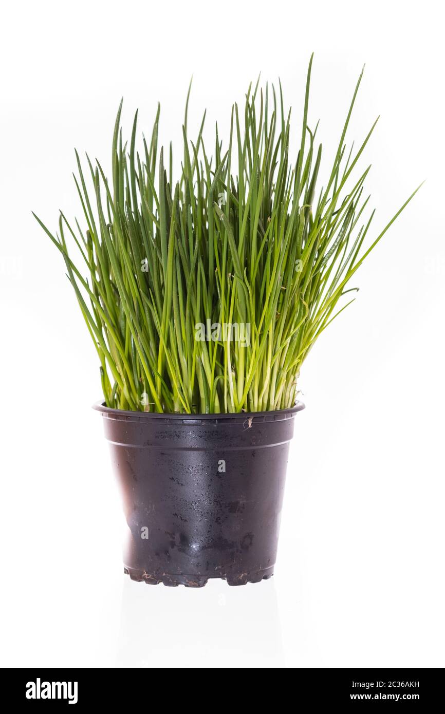 Ciboulette verte (Allium schoenoprasum) dans un pot blanc isolé format vertical Banque D'Images