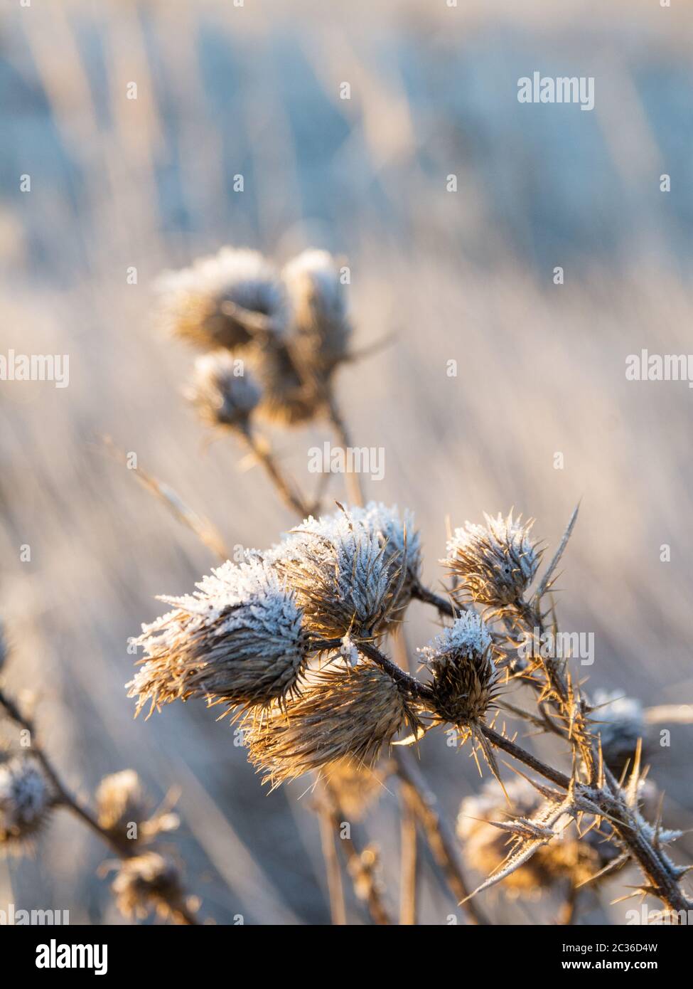 chardon en hiver recouvert de givre Banque D'Images