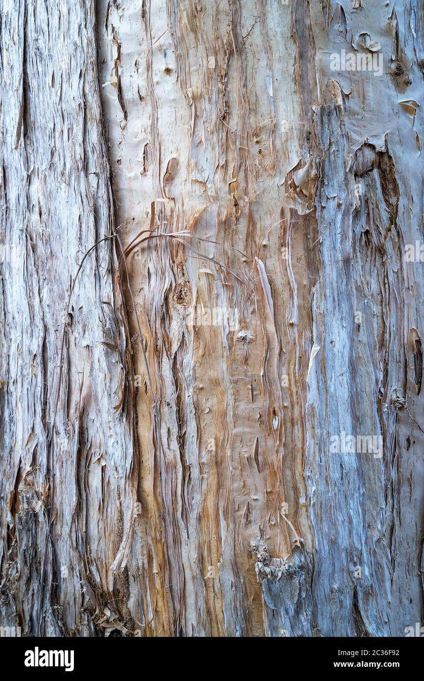 Gros plan de l'écorce de l'arbre Melaleuca également connu sous le nom d'arbre Paperbark, près de Darwin dans le territoire du Nord de l'Australie Banque D'Images