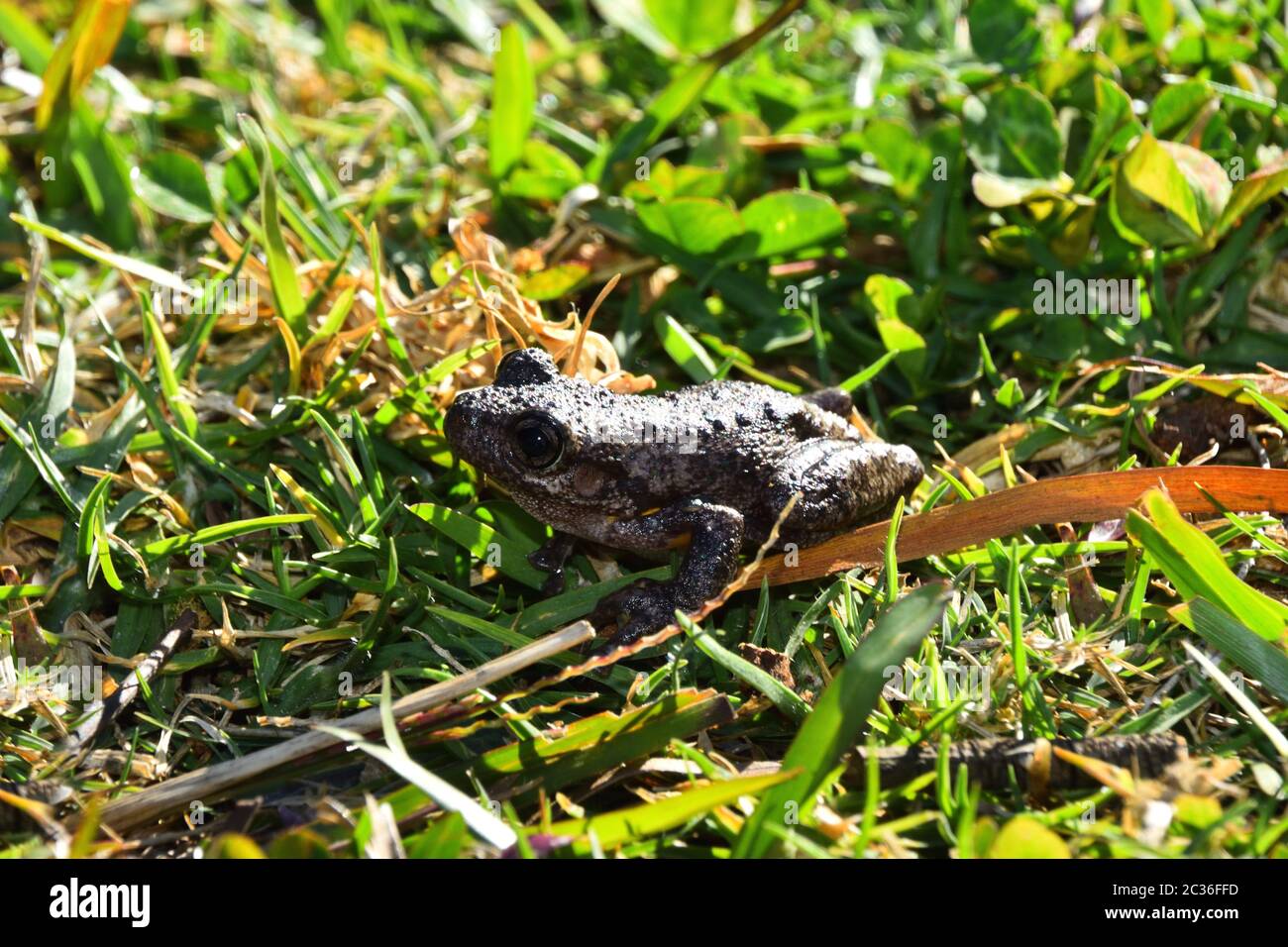 Grenouille des arbres de Peron dans l'herbe Banque D'Images