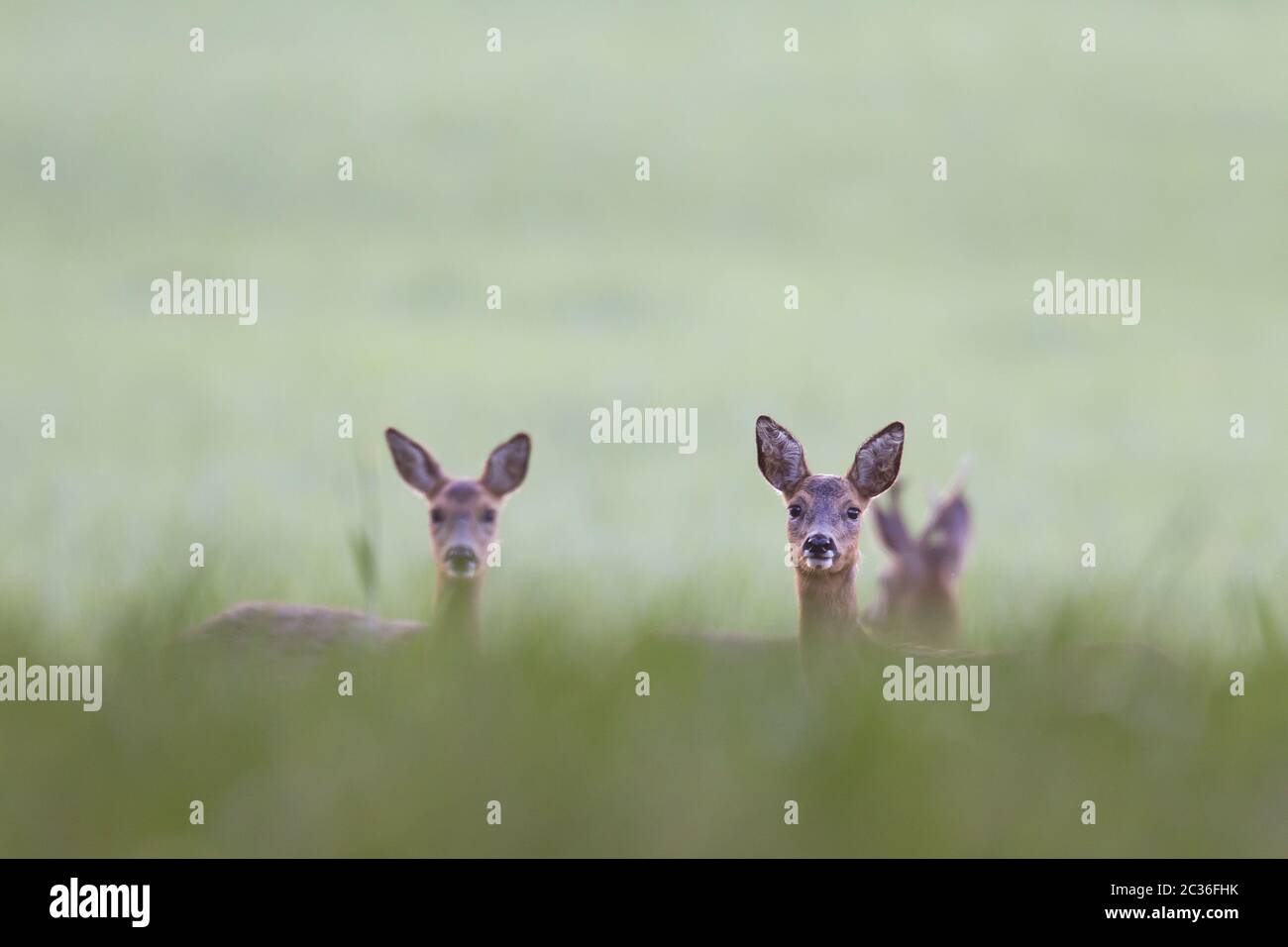 ROE Deer Buck et fait Banque D'Images
