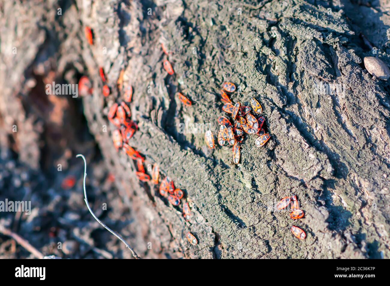 firebug (Pyrrhocoris apterus) Groupe sur le tronc de l'arbre Banque D'Images