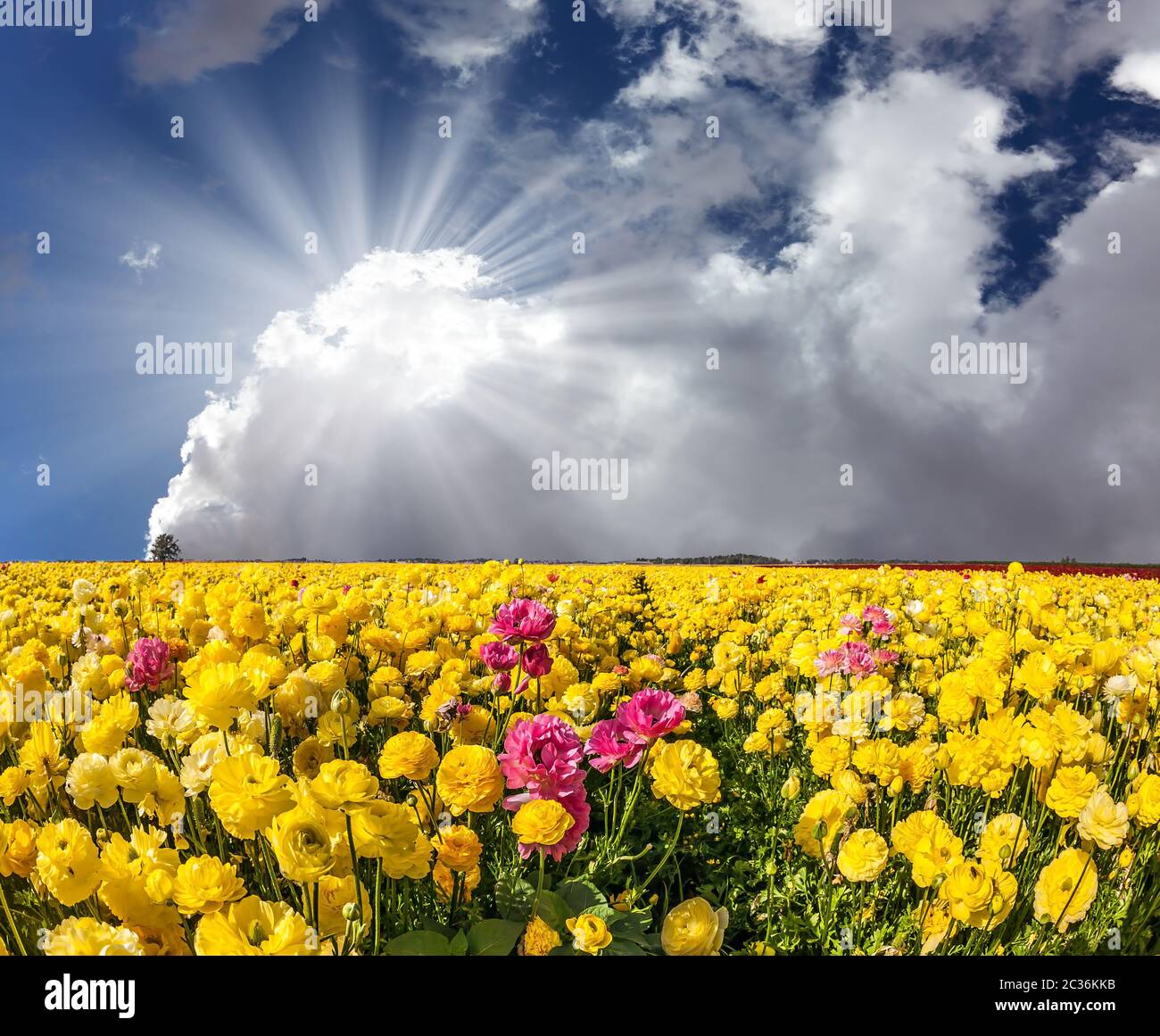 La floraison renoncules Banque D'Images