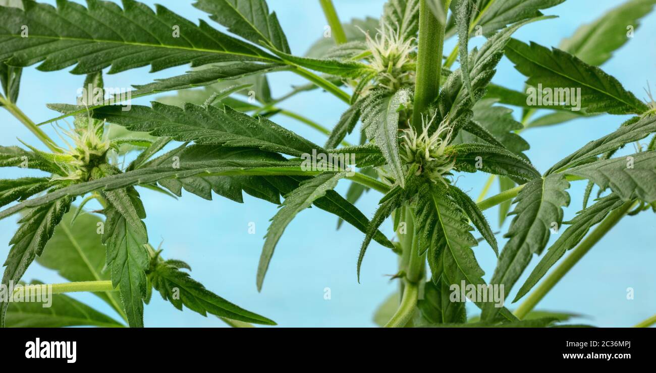 Panorama de la plante de cannabis. La marijuana est presque prête pour la récolte, avec des stigmates blancs et des trichomes commençant à apparaître, sur un vibratoire Banque D'Images