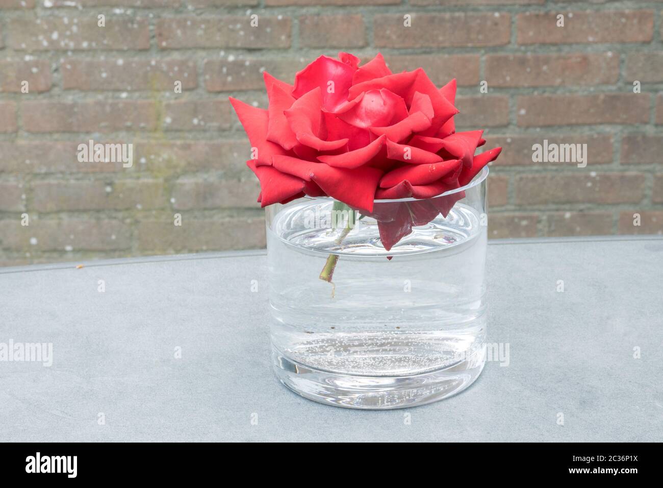 Rose rouge flottant dans un vase d'eau. Décoration d'intérieur. Banque D'Images