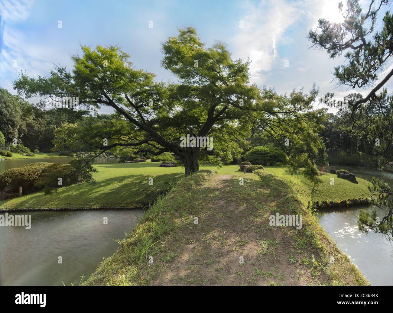 Étang avec un pont en bois sur une îlot avec un gros érable sous le ciel bleu plein de nuages dans le ga Banque D'Images