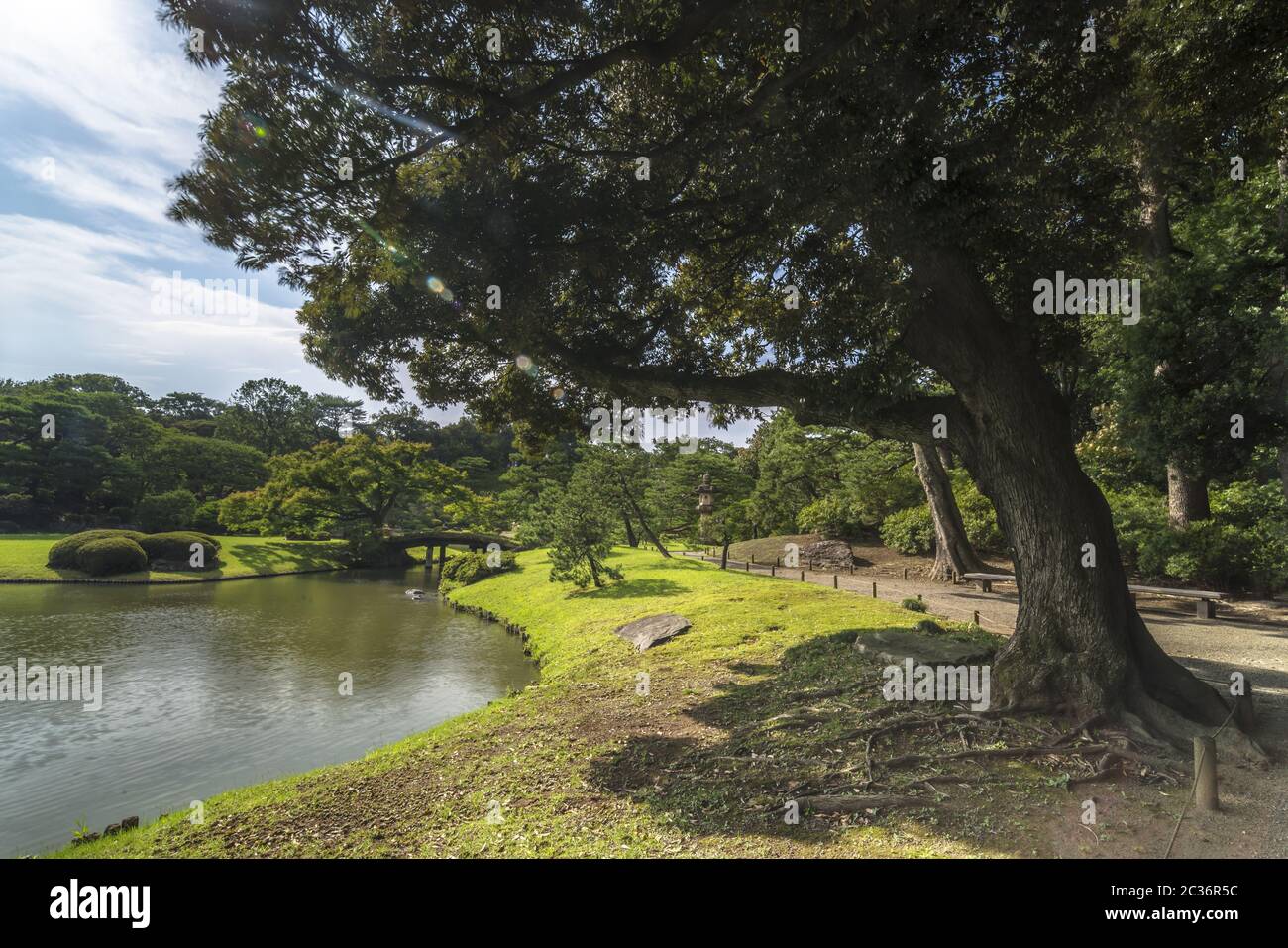 De grands pins autour d'un étang avec un pont en bois sur une îlot sous le ciel bleu plein de nuages dans le Th Banque D'Images