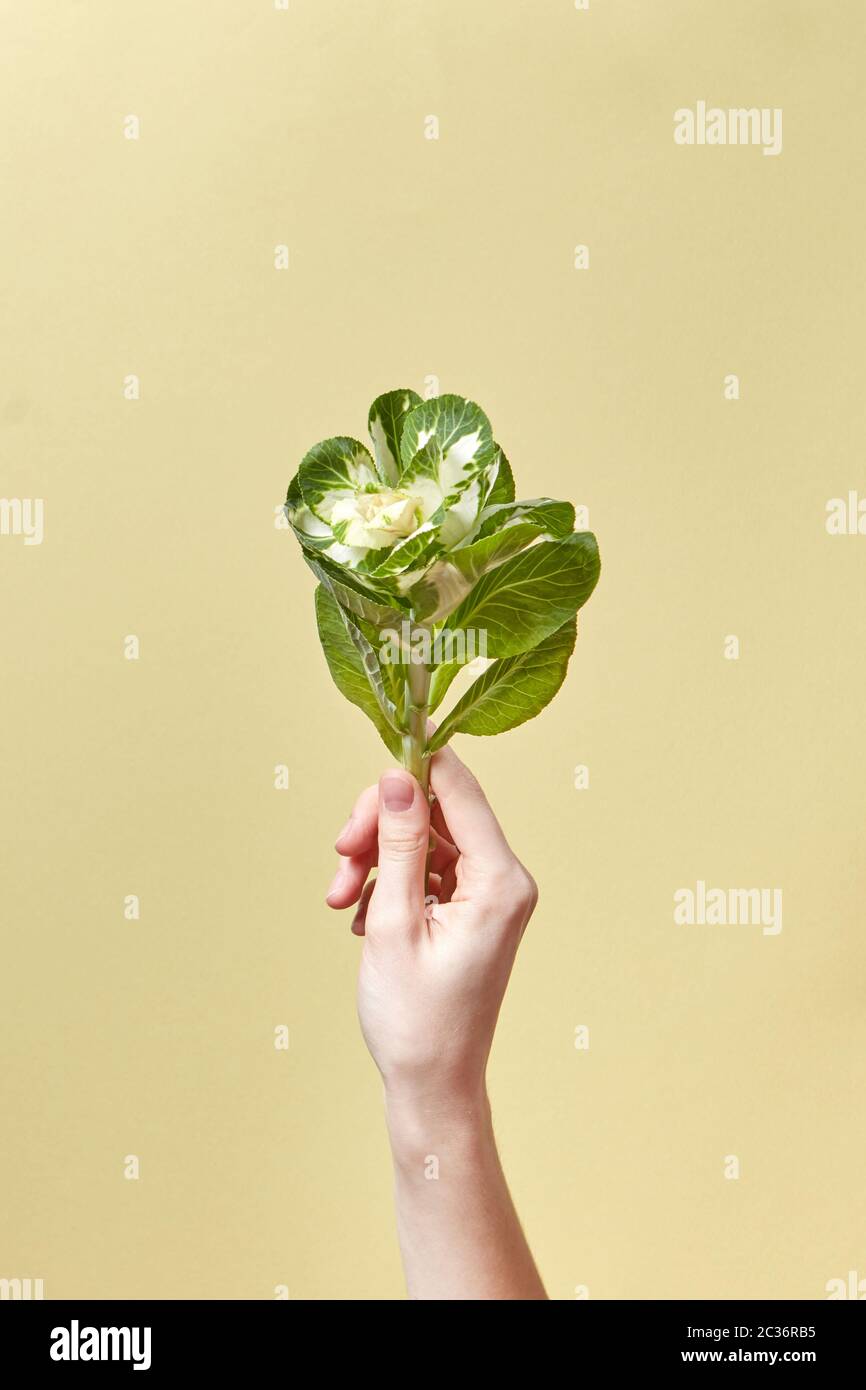 La main de femme tient une plante verte de feuilles tropicales. Banque D'Images