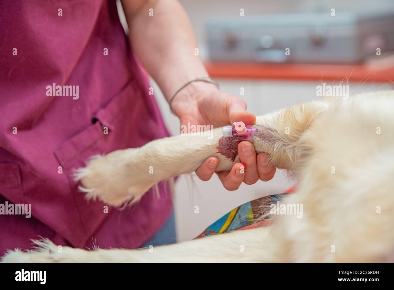 introduction d'une canule pour le prélèvement sanguin dans la patte du chien. Banque D'Images