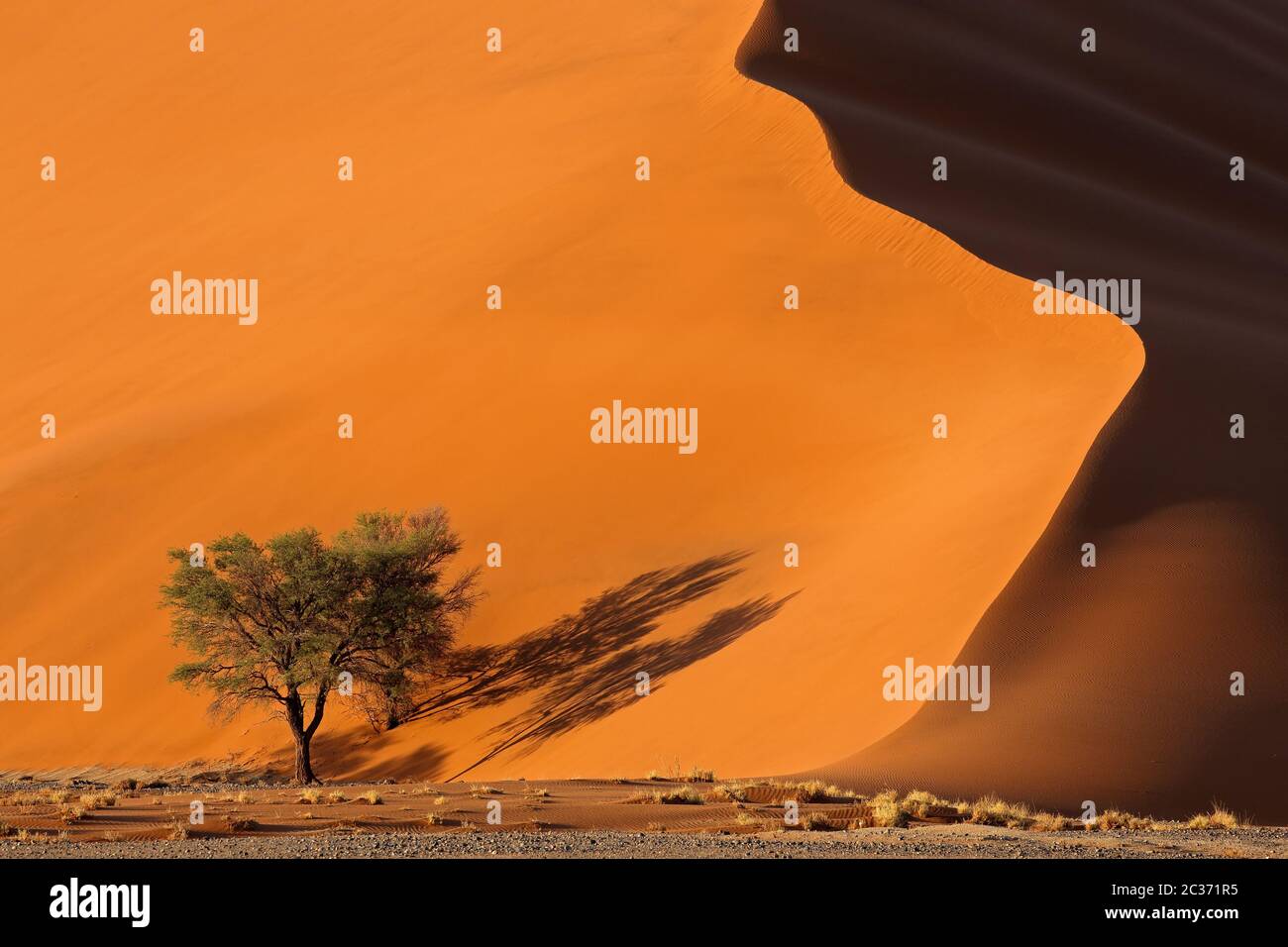 Grande dune de sable rouge avec arbres épineux, Sossusvlei, désert du Namib, Namibie Banque D'Images