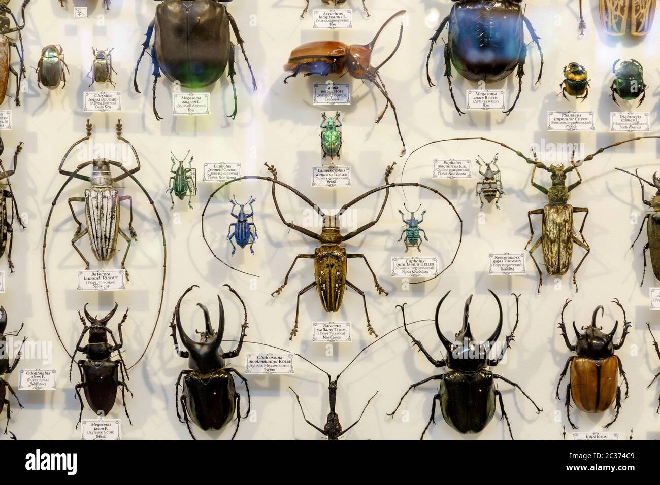 Moscou, Russie - 12 mars 2019 : collection d'insectes naturels séchés dans le jardin Apothecary. Jeu d'insectes piqueurs dans la muse biologique Banque D'Images