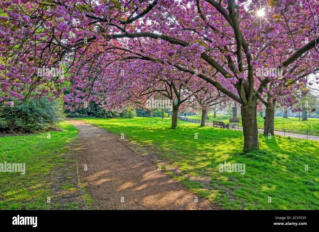 Spring à Hyde Park situé dans le centre de Londres, Royaume-Uni Banque D'Images