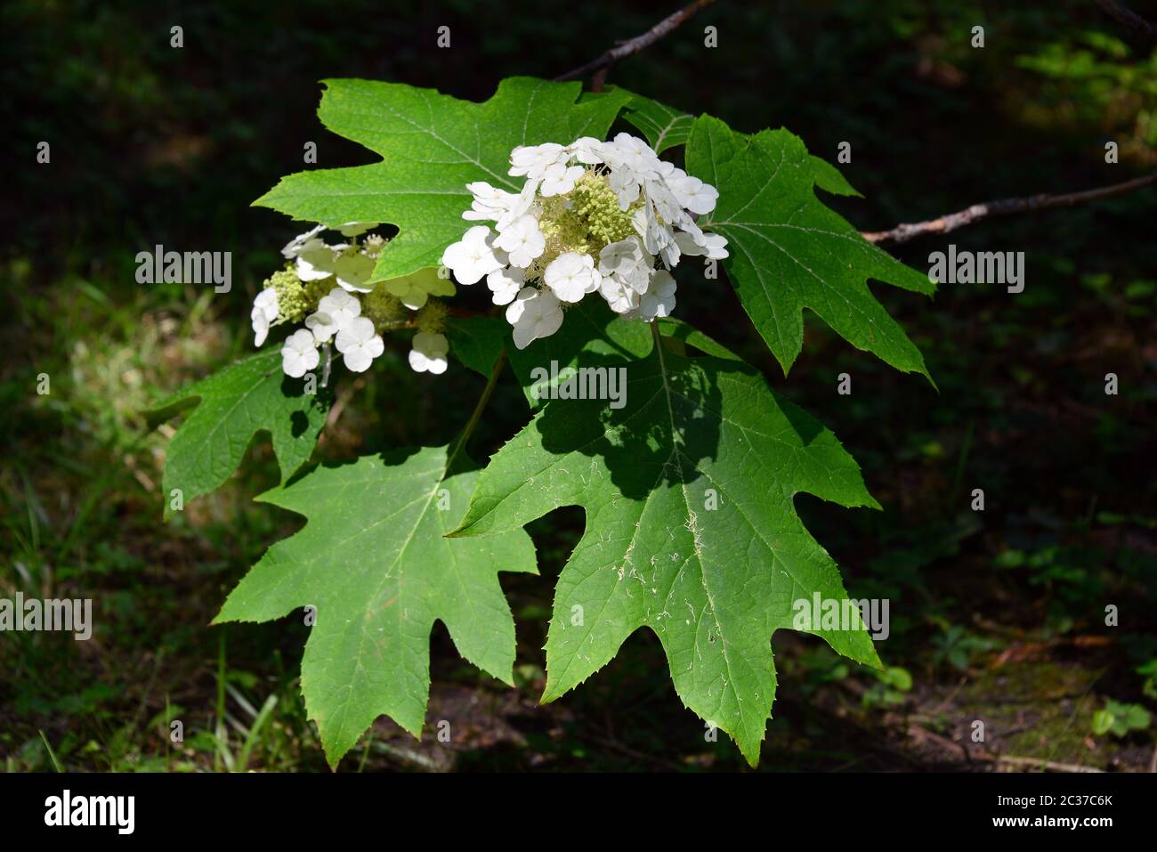 hortensia, Hortensien, Hydrangea quercifolia, tölgylevelű hortenzia Banque D'Images