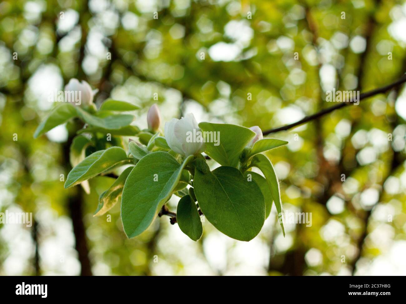 La direction générale à la fleur et bud dans un contexte d'arbres Banque D'Images